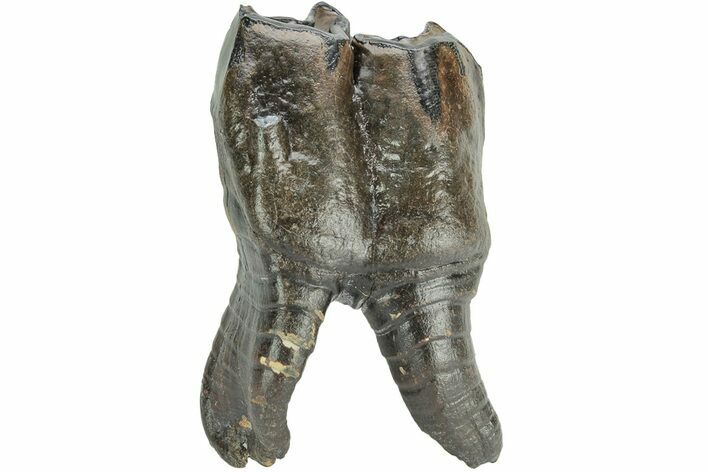 Woolly Rhino (Coelodonta) Tooth - Root Intact! #206461